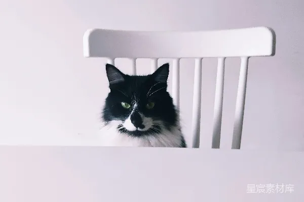 高清摄影 一只黑白相间的猫坐在一张白色椅子上