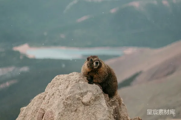 棕色的 Beaver 坐在棕色的石头上