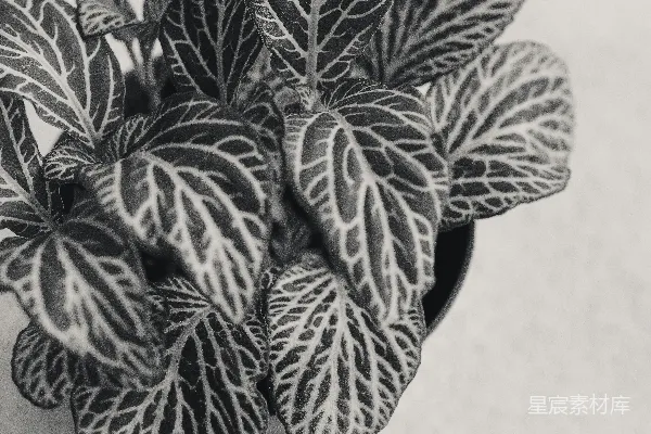 高清摄影 一盆植物的特写，叶子图案引人注目。