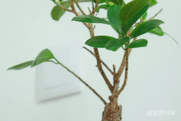 高清摄影 棕色树枝上的绿色植物