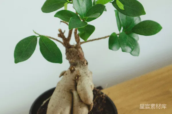 高清摄影 黑色花盆中的绿色植物