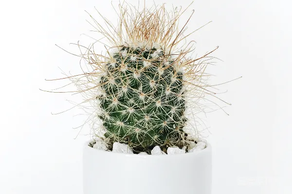 高清摄影 绿色仙人掌植物在花瓶中