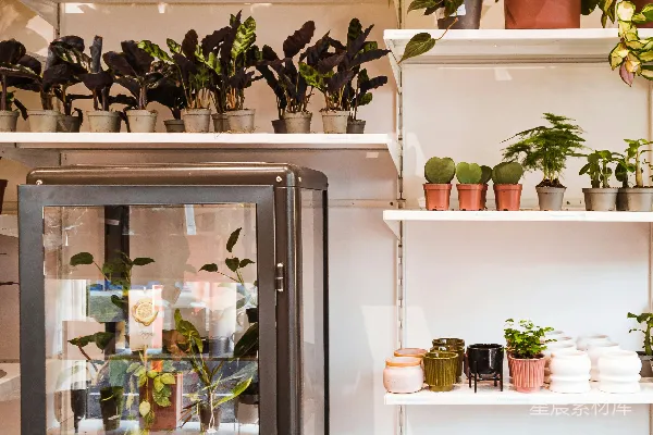 高清摄影 一排摆放在架子上的植物