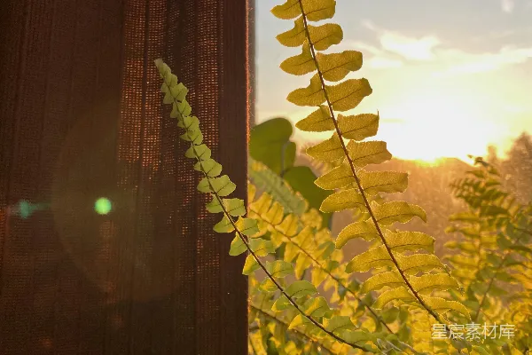 高清摄影 晴空下的绿色植物
