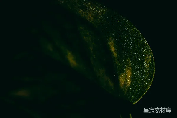高清摄影 一张黑底上树叶的特写照片
