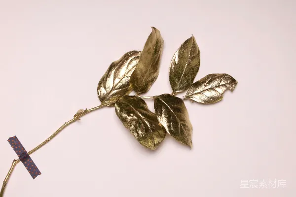高清摄影 金叶