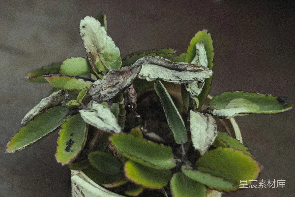 高清摄影 一盆小绿叶植物