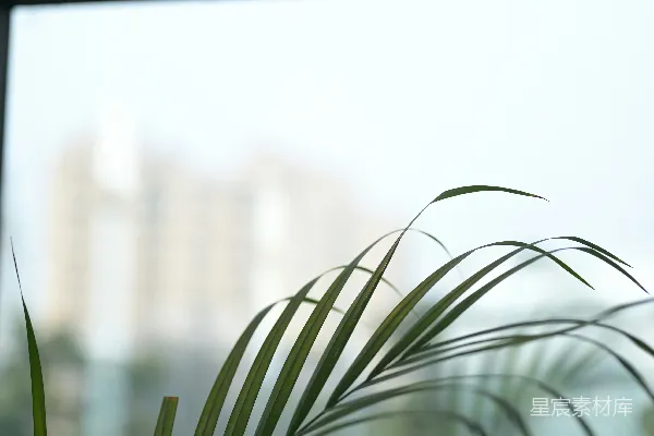 高清摄影 一株植物的枝条正对着城市景观的窗户。