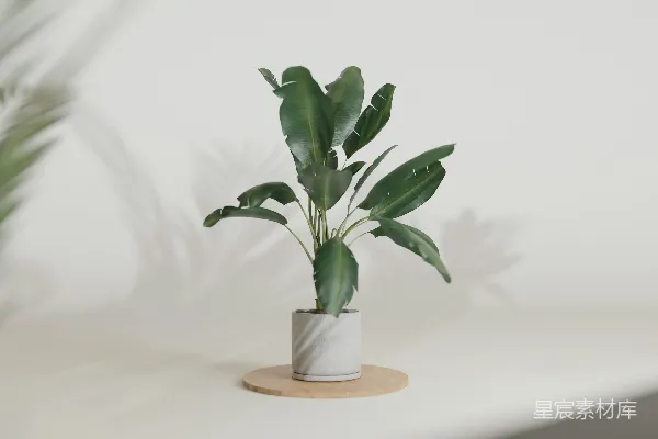 高清摄影 一盆放在桌子上的植物