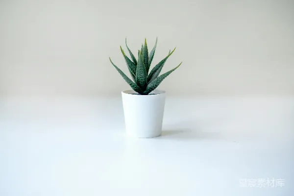 高清摄影 一盆白花盆中的植物放在一张白桌子上。