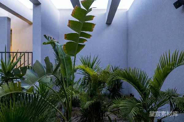 高清摄影 绿色棕榈植物靠近白色墙壁