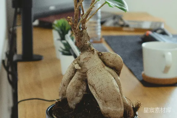 高清摄影 黑底黑罐上的棕色毛绒兔子玩偶