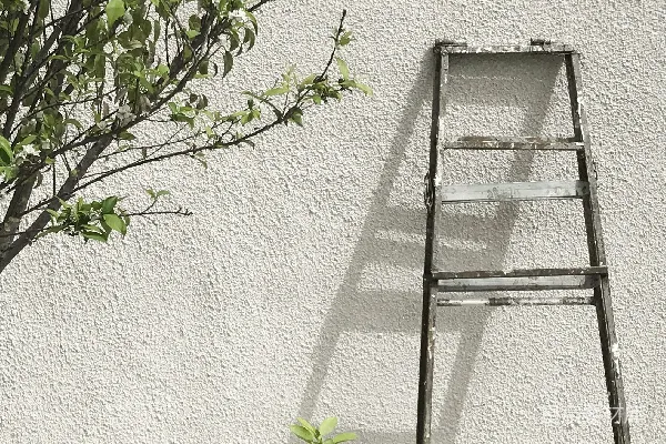 高清摄影 绿叶植物在白色混凝土墙上