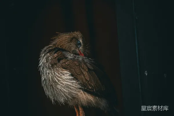 一只鸟站在昏暗的窗台上