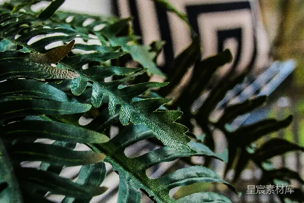高清摄影 一张植物的特写照片