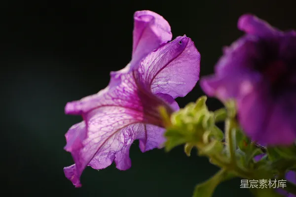 macro拍的粉红色花朵