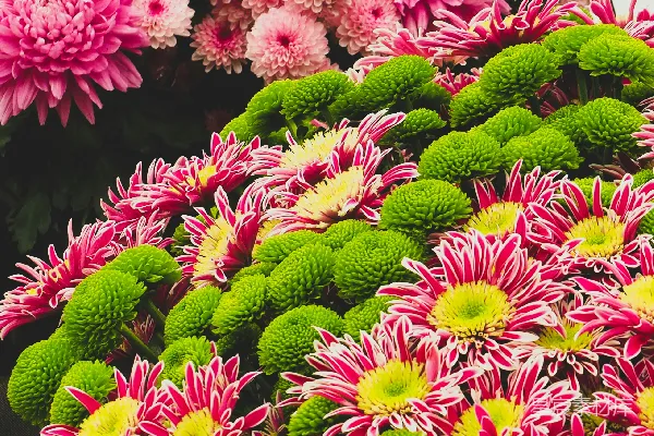 花卉摄影的焦点