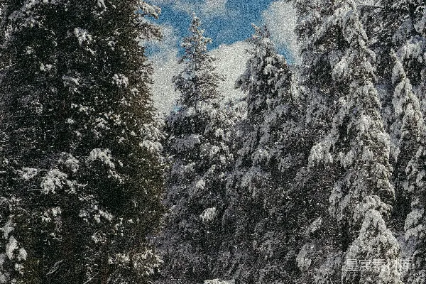 白天的雪中松树