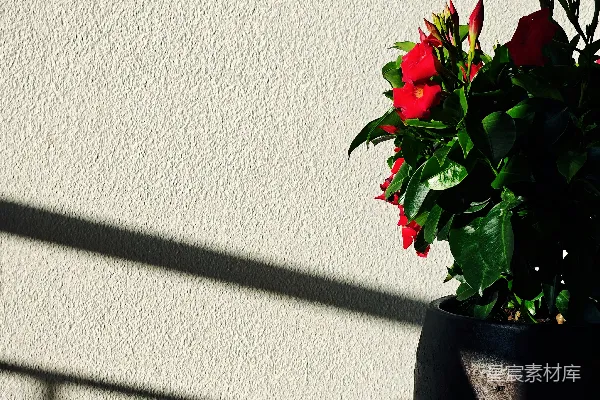 高清摄影 黑色花盆中的红花放在小桌子上。