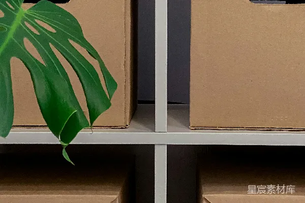 高清摄影 一株植物放在纸板箱中，放在架子上。