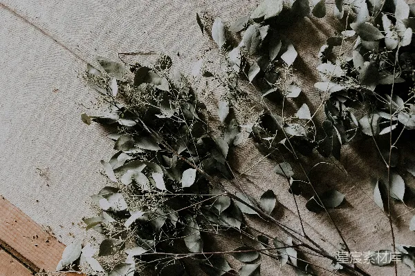 高清摄影 绿叶