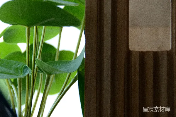 高清摄影 有圆形叶子的绿色植物靠近木制百叶窗