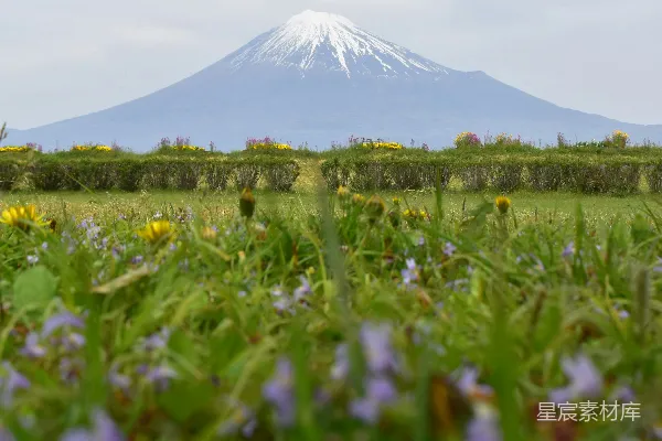 远处山景，前景中有野花。
