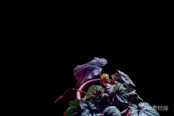 高清摄影 一盆黑色背景下的深色纹理叶子的盆栽植物。