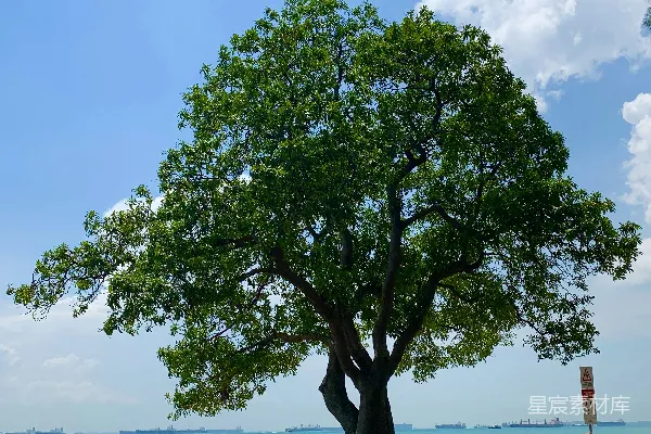 海滩上的树