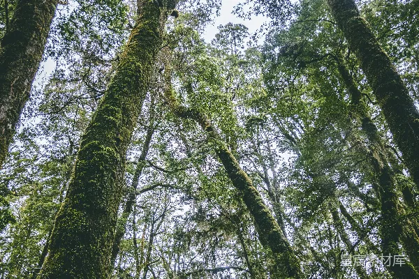 低角度拍摄的苔藓树木