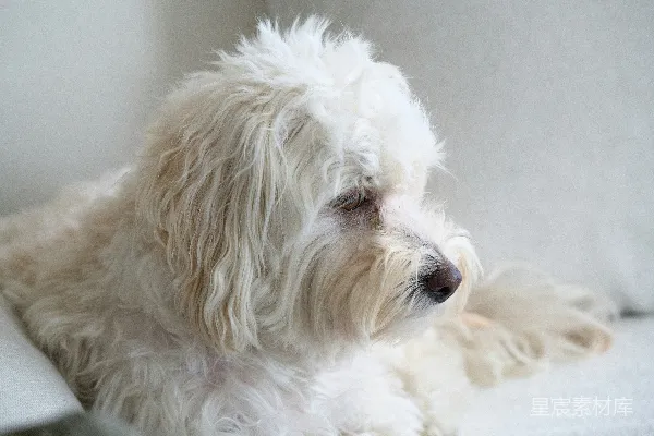高清摄影 一只蓬松的白狗正趴在沙发上。