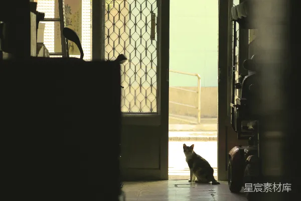 一只猫坐在明亮的门道里静默不动。