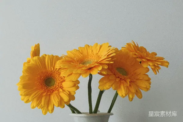 高清摄影 桌子上放着一个装满黄色花朵的白色花瓶。