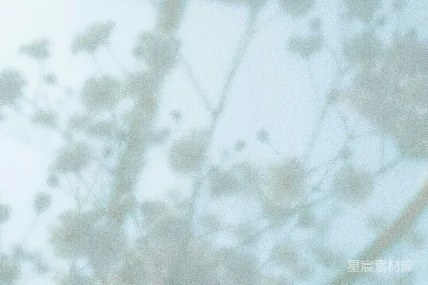 高清摄影 精致的白色花朵在柔和的蓝色背景前绽放。