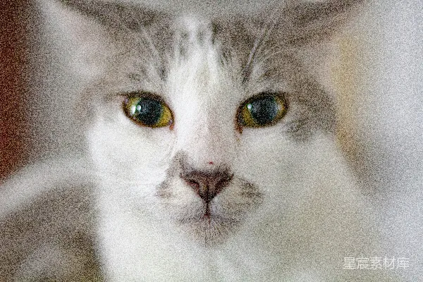 白猫和灰猫，眼睛是黄色的。