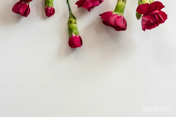 鲜红的玫瑰花和花朵挂在白色的背景上。