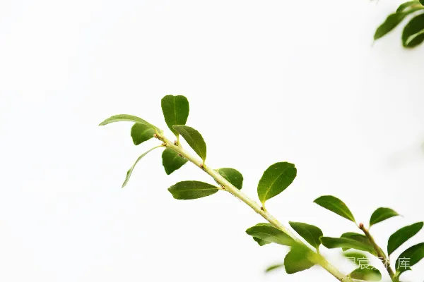 高清摄影 白色背景中的绿叶