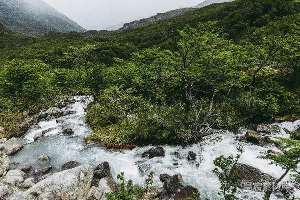 一条河流穿过一片浓绿的森林