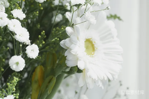 高清摄影 一束白花和绿叶的花束。