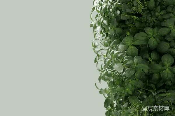 高清摄影 一张植物的特写照片，叶子是绿色的。
