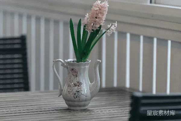 高清摄影 粉红的风信子放在桌上装饰性的茶壶里