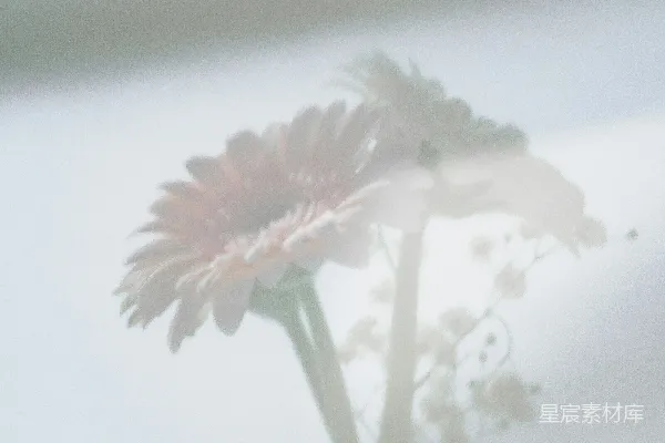 高清摄影 一束花瓶中的两朵康乃馨和一点勿忘我。