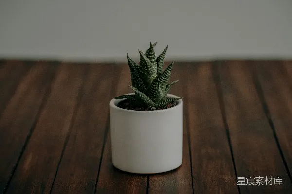 高清摄影 一株小小的绿色植物放在一张木桌上。