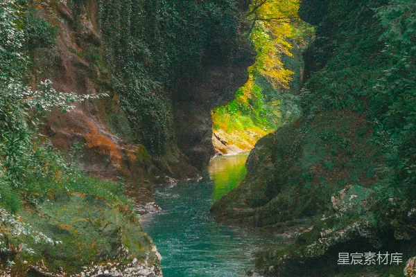 一条河流穿过一片郁郁葱葱的森林
