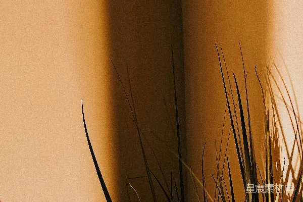 高清摄影 一盆放在桌子上的植物