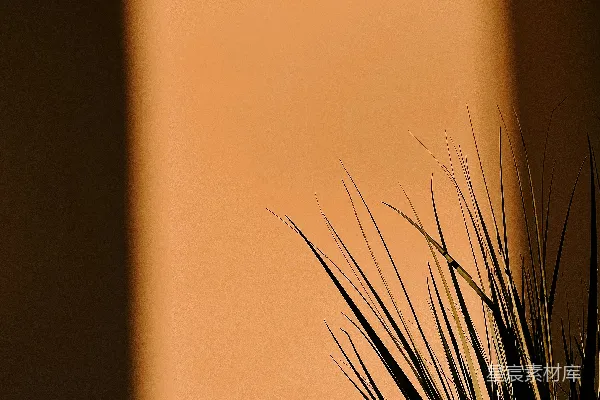 高清摄影 一盆盆栽植物放在窗户前