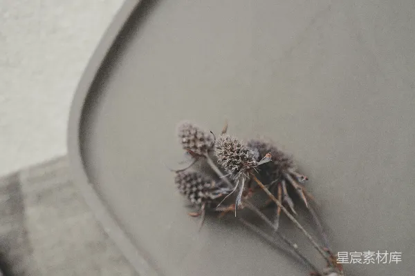 高清摄影 干蓟花放在灰色的盘子上