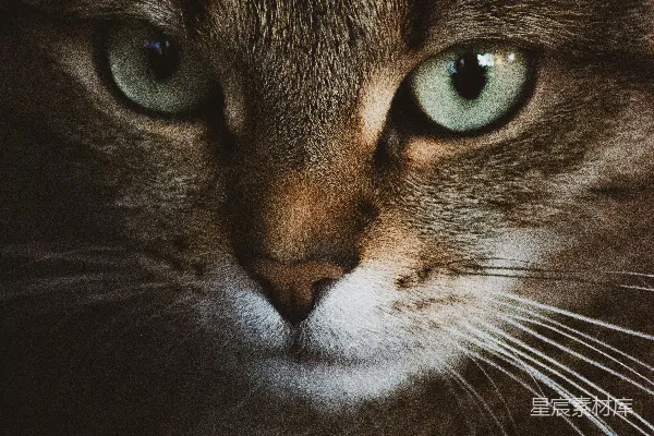 棕色虎斑猫的近照