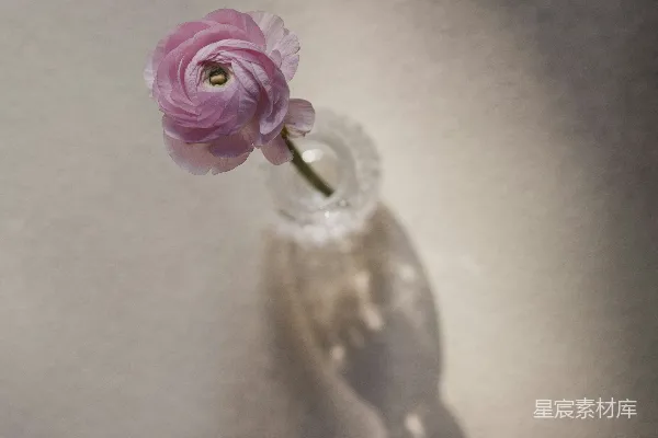 高清摄影 一枝粉红色的番红花放在一个玻璃花瓶里。