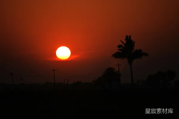 夕阳西下，一片田野旁有棕榈树。